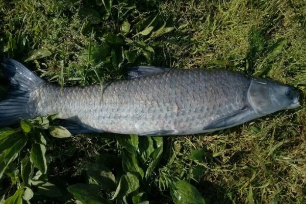 10厘米青鱼一年可以长多大，一年能长到1-2千克