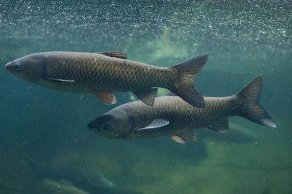 10厘米青鱼一年可以长多大，一年能长到1-2千克