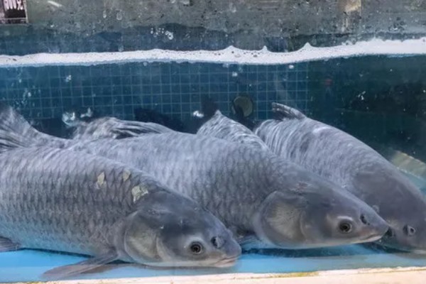 10厘米青鱼一年可以长多大，一年能长到1-2千克