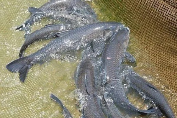 10厘米青鱼一年可以长多大，一年能长到1-2千克