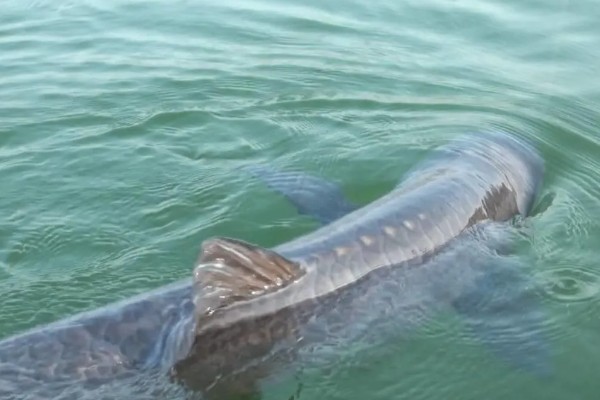 10厘米青鱼一年可以长多大，一年能长到1-2千克