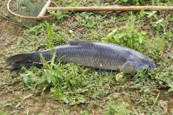 10厘米青鱼一年可以长多大，一年能长到1-2千克