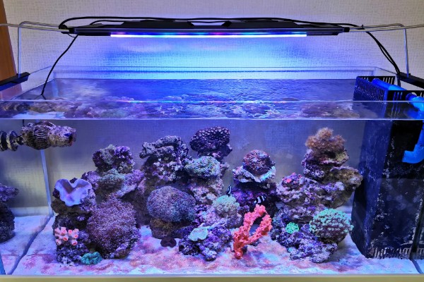 海缸需要uv杀菌灯吗,用不用UV杀菌灯影响不大