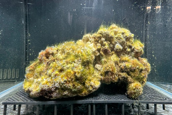 海缸需要uv杀菌灯吗,用不用UV杀菌灯影响不大