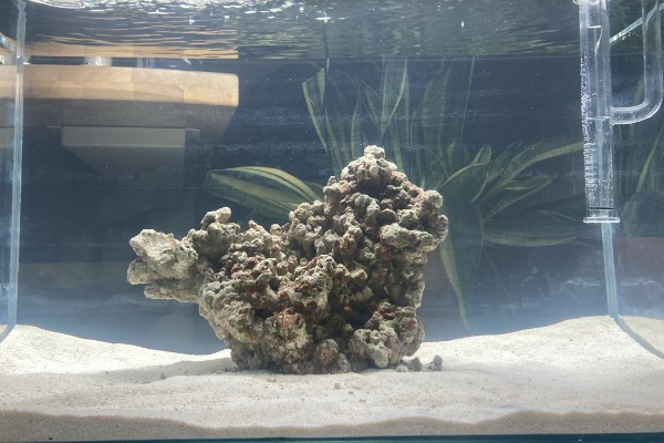 海缸需要uv杀菌灯吗,用不用UV杀菌灯影响不大