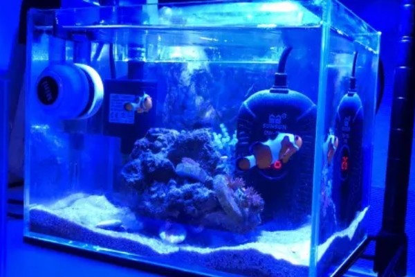 海缸需要uv杀菌灯吗,用不用UV杀菌灯影响不大