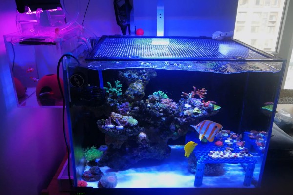 海缸需要uv杀菌灯吗,用不用UV杀菌灯影响不大