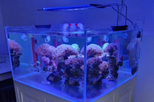 海缸需要uv杀菌灯吗,用不用UV杀菌灯影响不大