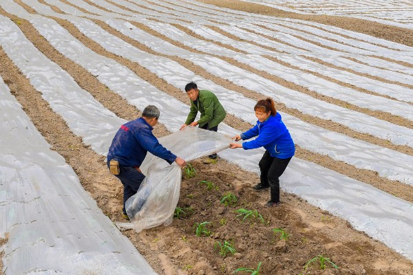 种黄瓜要不要盖薄膜,通常要盖薄膜