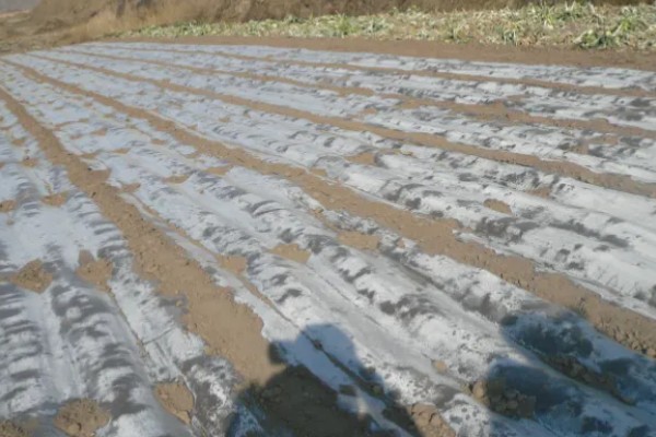 种黄瓜要不要盖薄膜,通常要盖薄膜