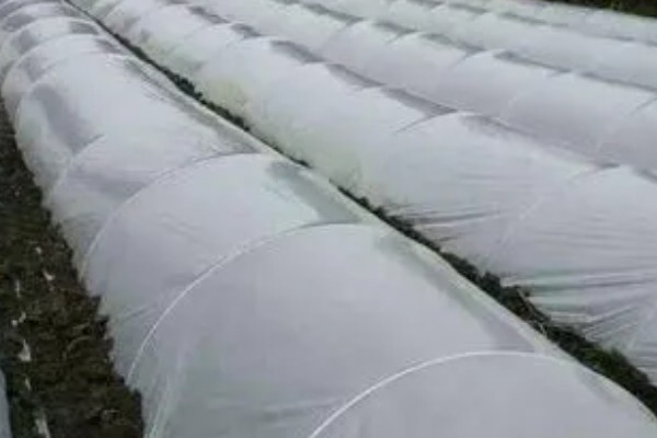 种黄瓜要不要盖薄膜,通常要盖薄膜
