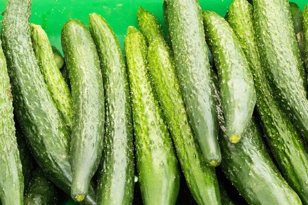 种黄瓜要不要盖薄膜,通常要盖薄膜