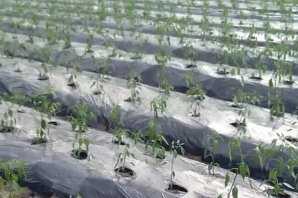 种黄瓜要不要盖薄膜,通常要盖薄膜