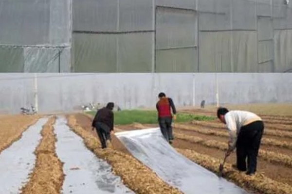 种黄瓜要不要盖薄膜,通常要盖薄膜