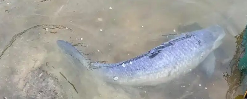 青鱼和脆皖的区别，科属、产地、肉质等方面不同