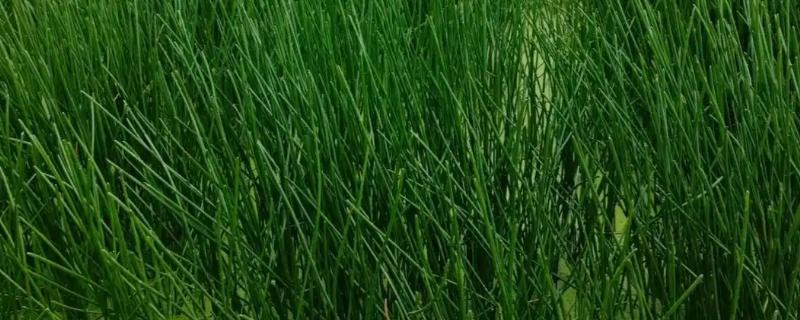 马蹄如何种植，生长盛期追施2-3次氮磷钾复合肥