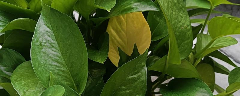 绿萝为什么出现黄叶，一般是温度过低、浇水不当等因素所致