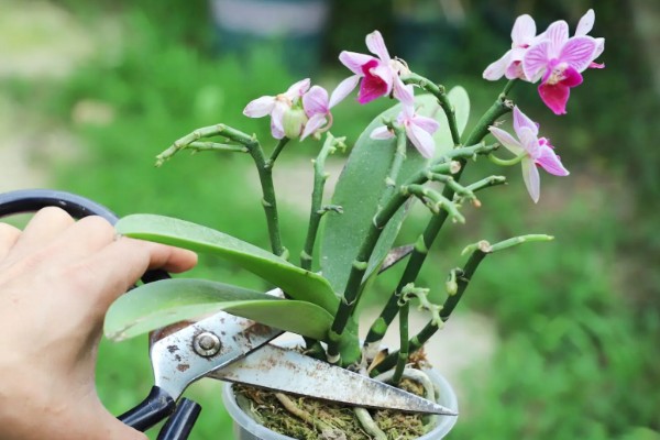 蝴蝶兰开败后的处理方法，剪除残花并喷施消毒剂