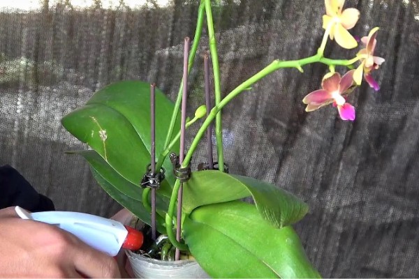 蝴蝶兰开败后的处理方法，剪除残花并喷施消毒剂