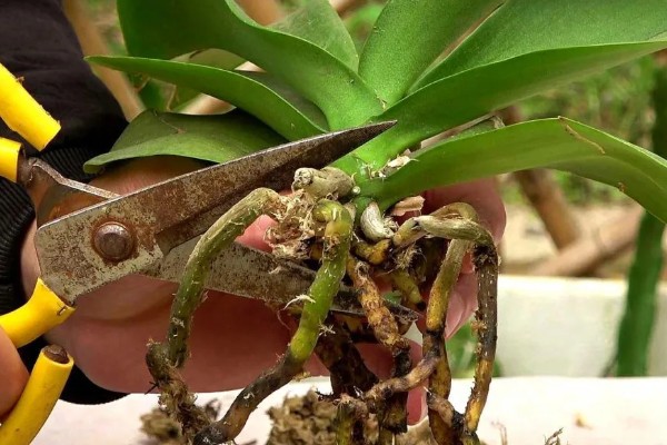 蝴蝶兰开败后的处理方法，剪除残花并喷施消毒剂