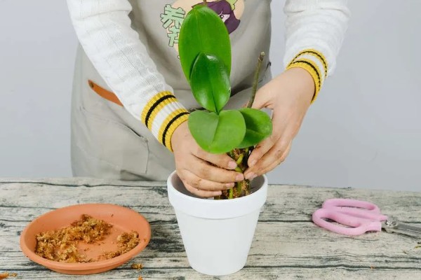 蝴蝶兰开败后的处理方法，剪除残花并喷施消毒剂