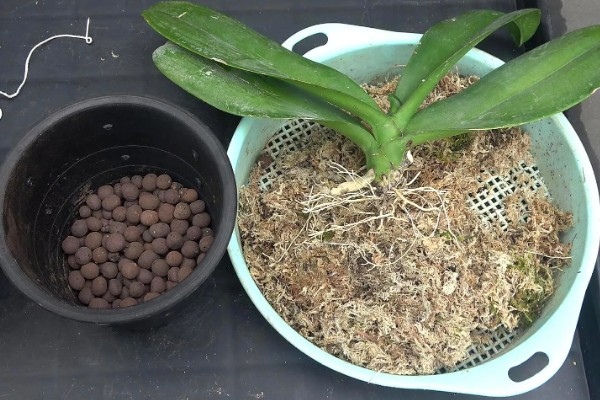 蝴蝶兰开败后的处理方法，剪除残花并喷施消毒剂