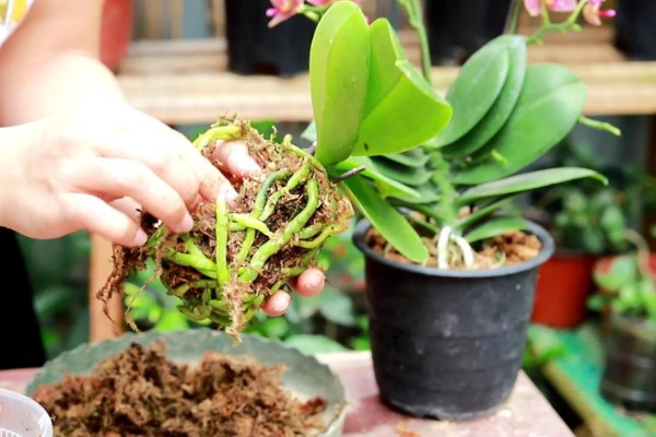 蝴蝶兰开败后的处理方法，剪除残花并喷施消毒剂