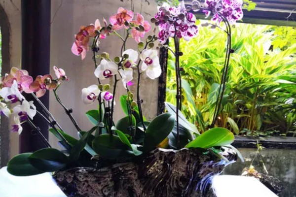 蝴蝶兰开败后的处理方法，剪除残花并喷施消毒剂