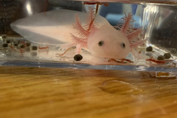 六角恐龙的食物，主食水藻、蠕虫、无壳昆虫等食物