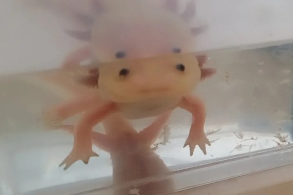 六角恐龙的食物，主食水藻、蠕虫、无壳昆虫等食物