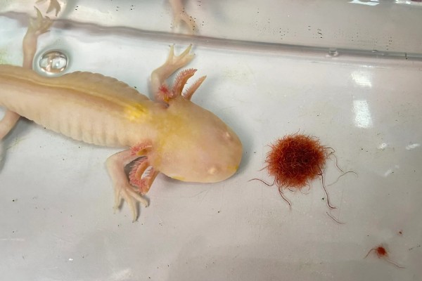 六角恐龙的食物，主食水藻、蠕虫、无壳昆虫等食物