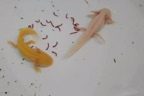 六角恐龙的食物，主食水藻、蠕虫、无壳昆虫等食物