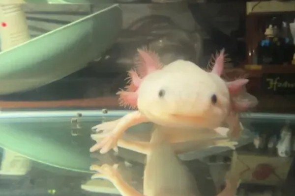 六角恐龙的食物，主食水藻、蠕虫、无壳昆虫等食物