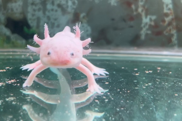 六角恐龙的食物，主食水藻、蠕虫、无壳昆虫等食物