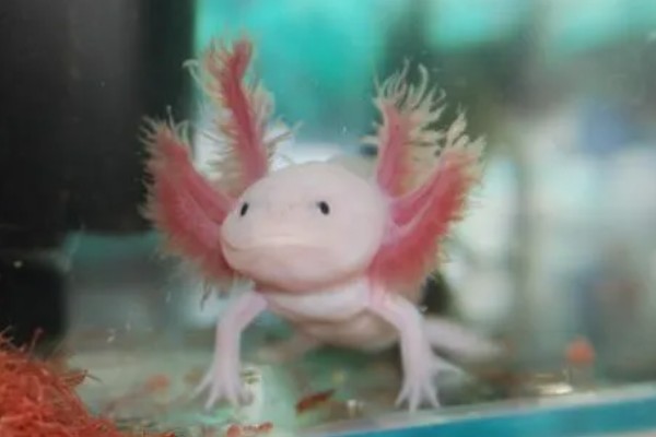 六角恐龙的食物，主食水藻、蠕虫、无壳昆虫等食物