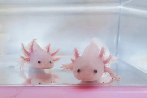 六角恐龙的食物，主食水藻、蠕虫、无壳昆虫等食物