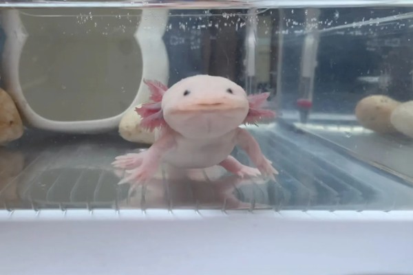 六角恐龙的食物，主食水藻、蠕虫、无壳昆虫等食物