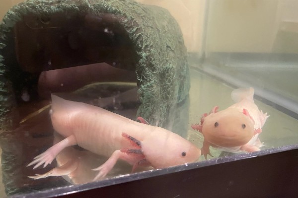 六角恐龙的食物，主食水藻、蠕虫、无壳昆虫等食物