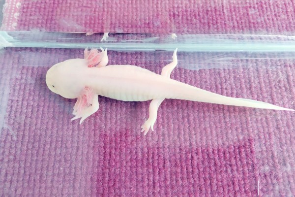 六角恐龙的食物，主食水藻、蠕虫、无壳昆虫等食物