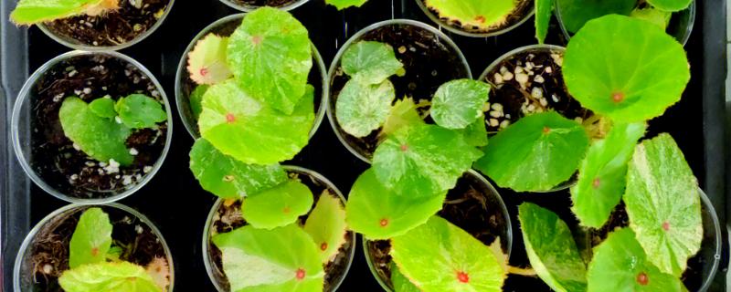 如何繁殖蟆叶秋海棠，可以使用叶插法来繁殖