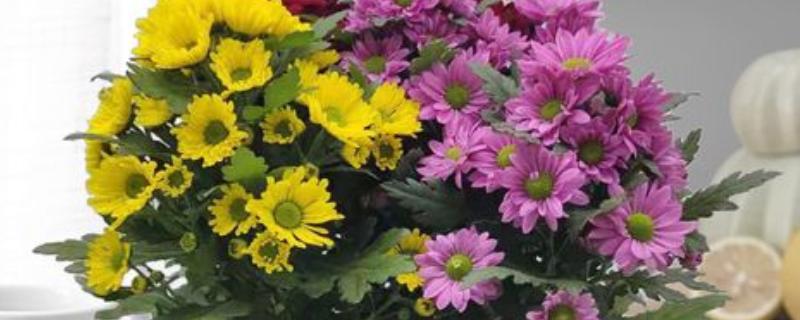 菊花盆景怎么制作，让根系舒展后再填土压实