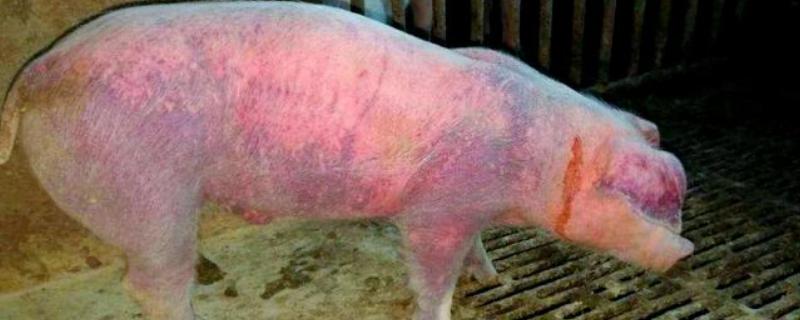 母猪蓝耳病有什么表现，急性型会出现发热、精神萎靡等问题
