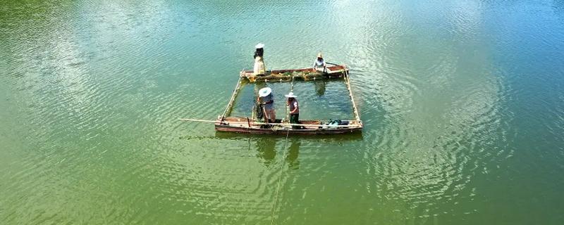 水库如何养鱼，投放生长速度快、适应能力强的鱼类