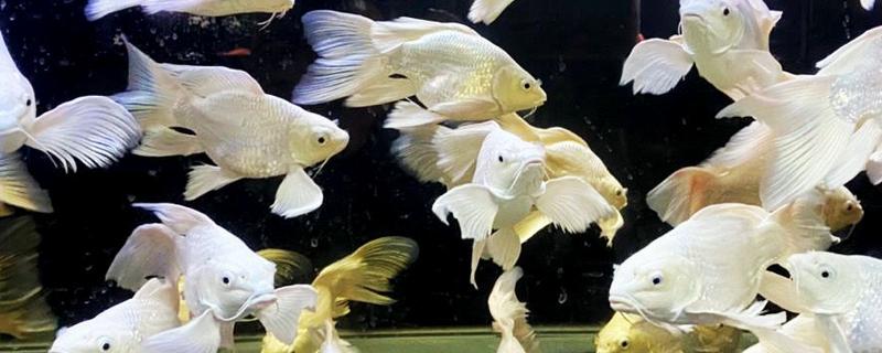 蝴蝶鲤一年的生长量，能达到50-100厘米