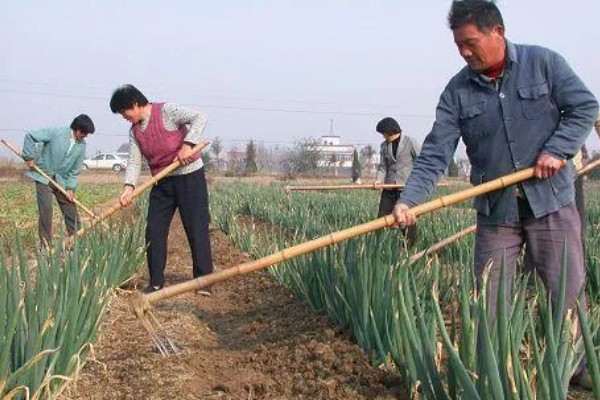 山东大葱有多高，通常在70厘米左右