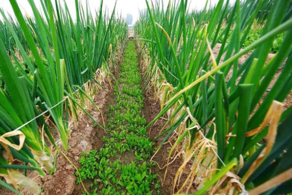 山东大葱有多高，通常在70厘米左右