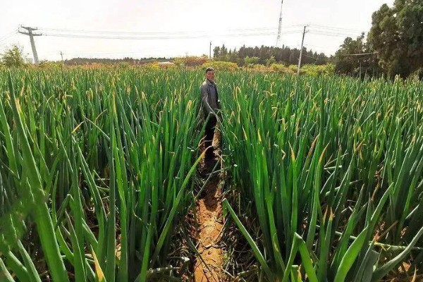山东大葱有多高，通常在70厘米左右