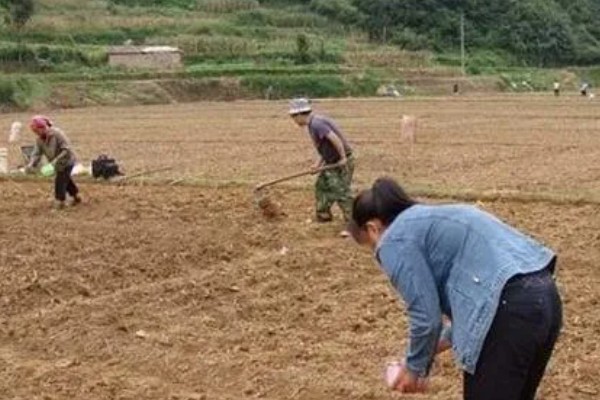 山东大葱有多高，通常在70厘米左右