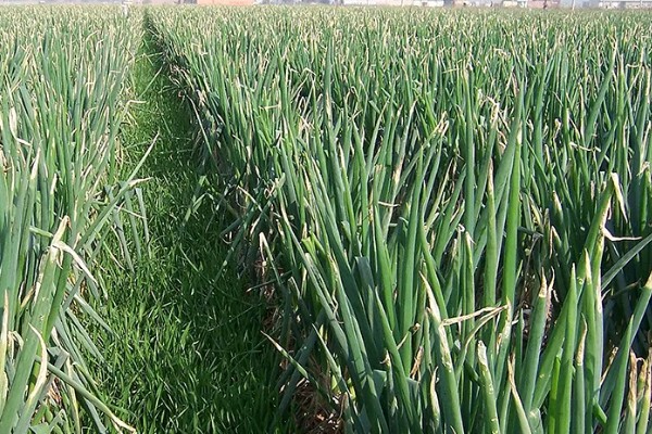 山东大葱有多高，通常在70厘米左右