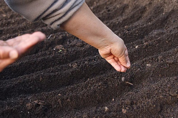 山东大葱有多高，通常在70厘米左右
